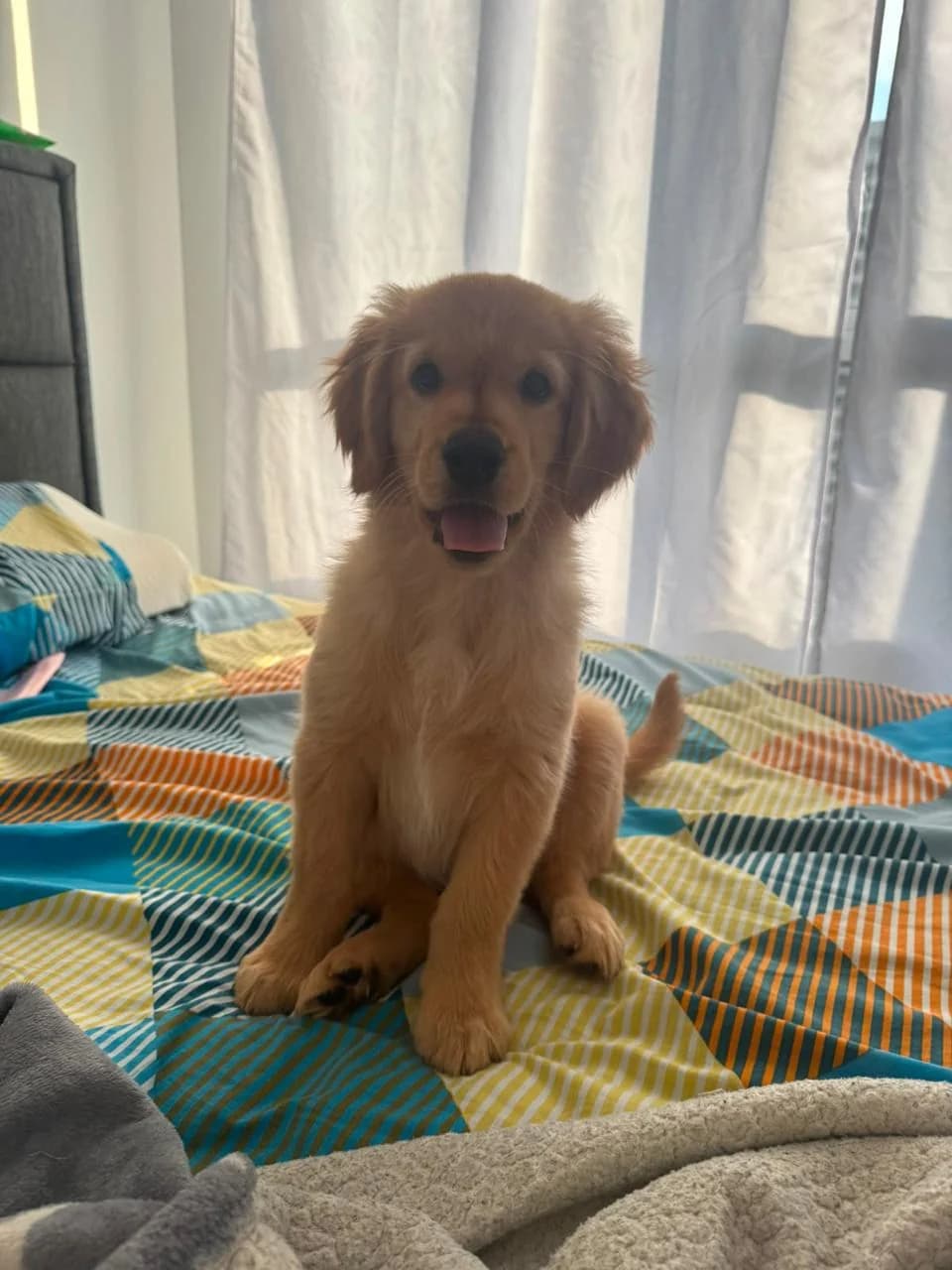 Dante, el golden retriever de la tienda, mirando a la cámara