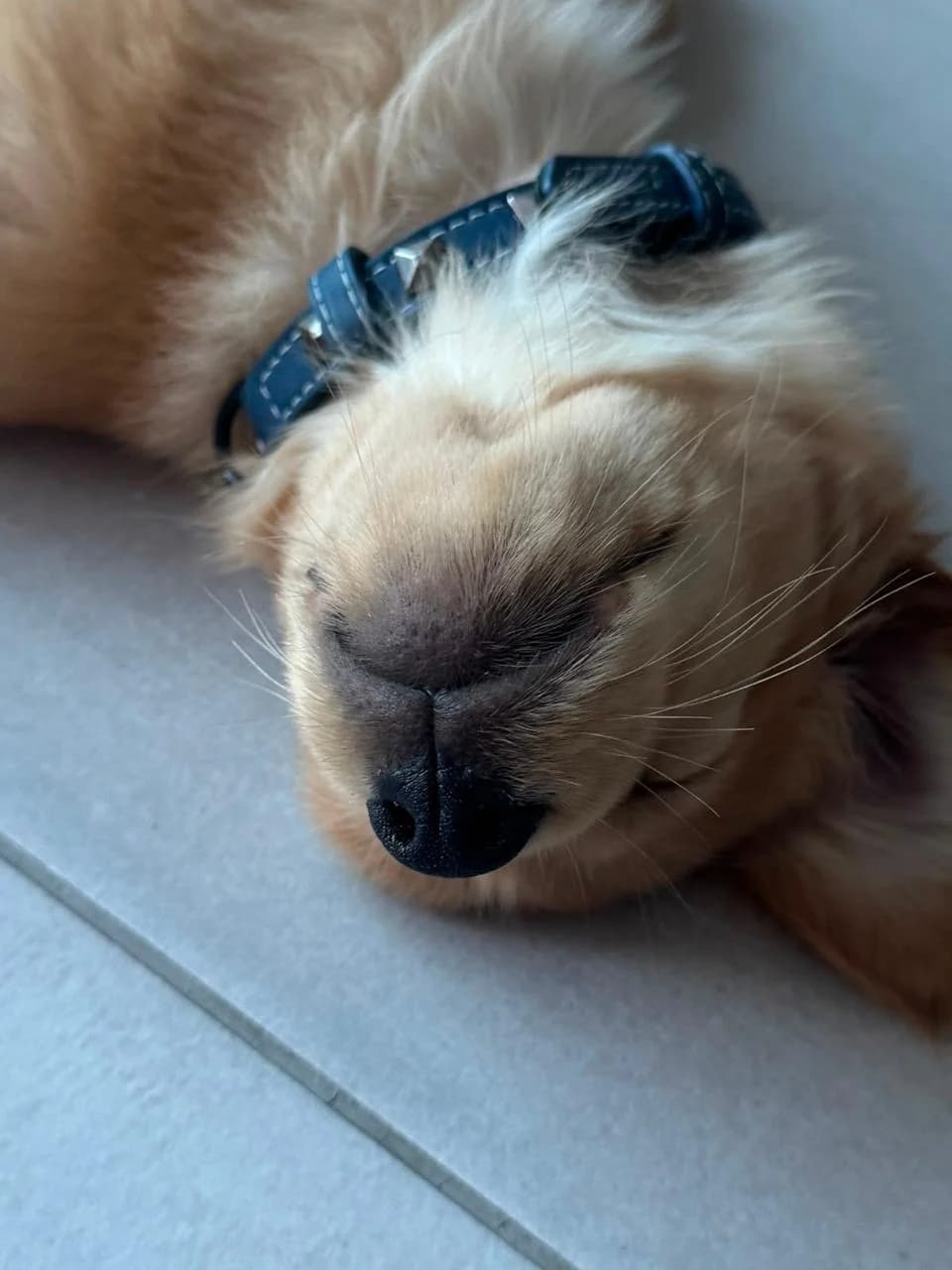 Dante dormido con su collar azul