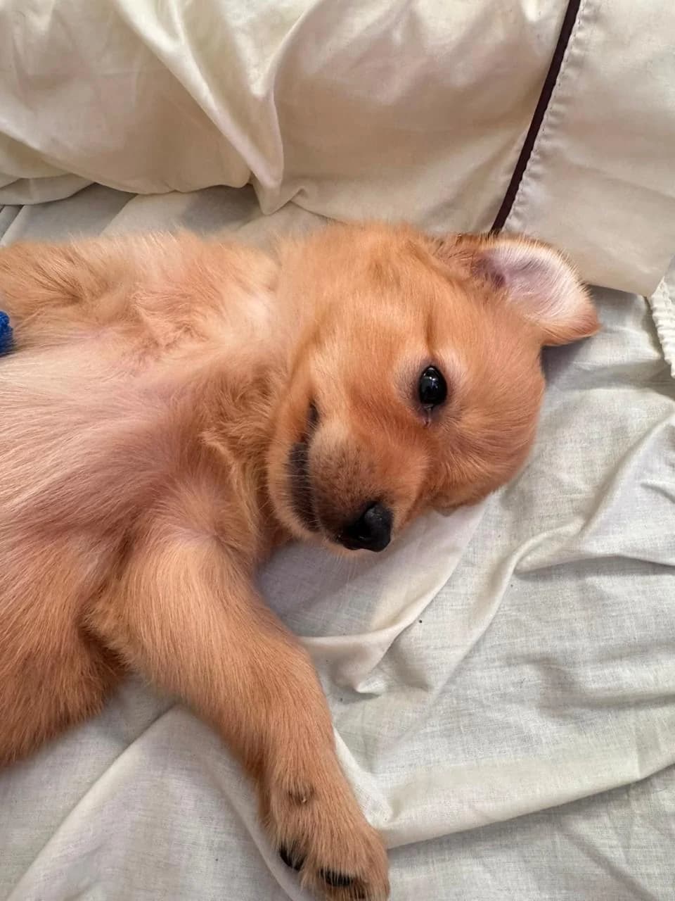Dante a los 6 meses