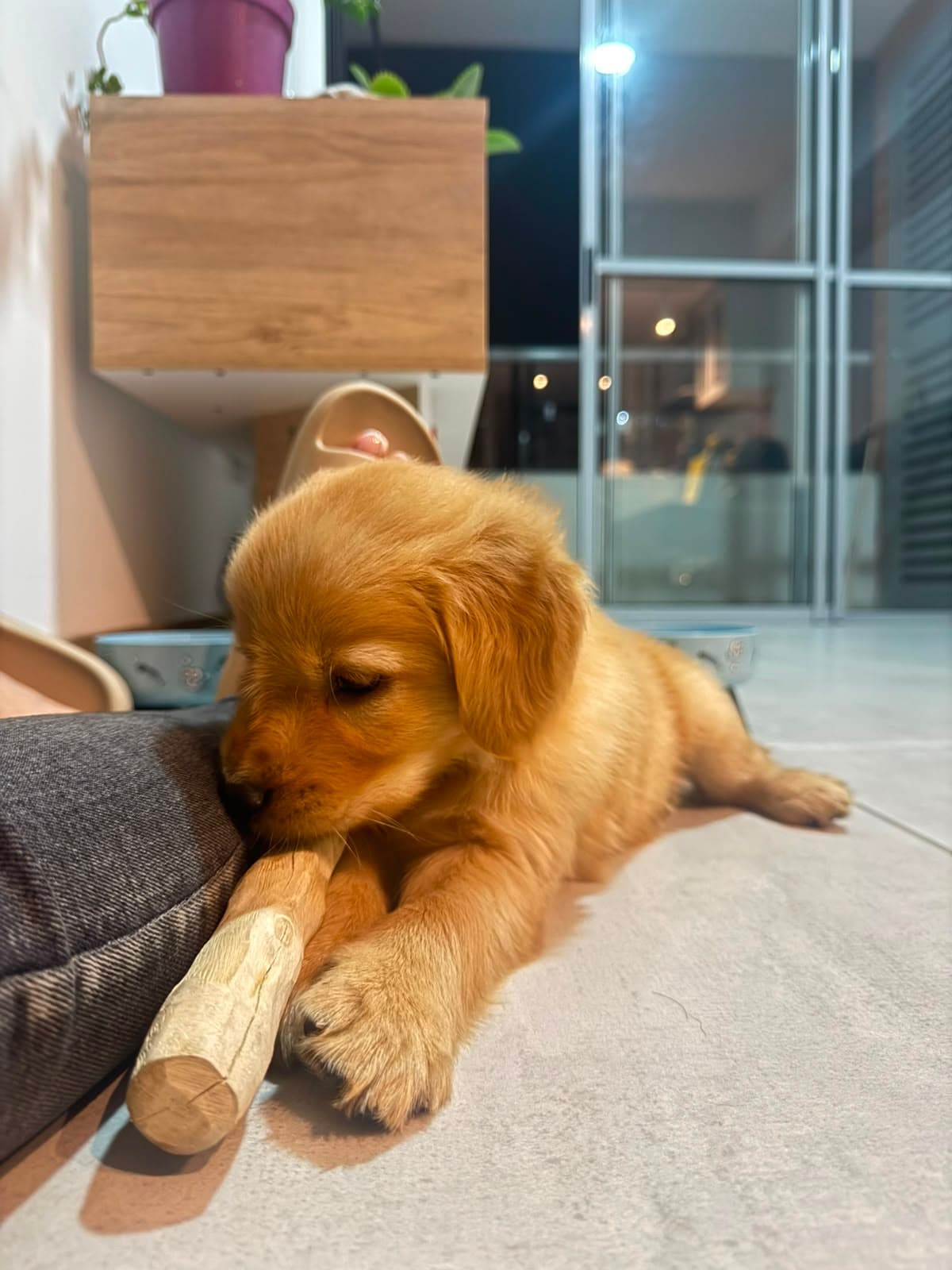 Dante a los 4 meses