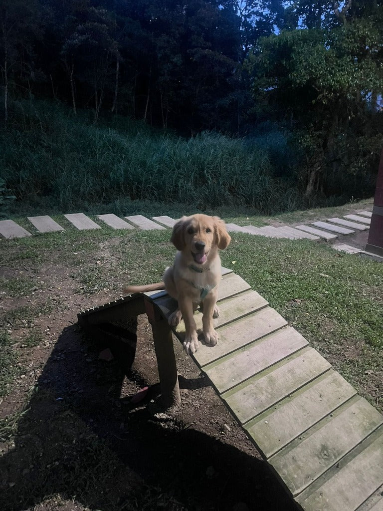 Dante, golden retriever de la marca, posando de perfil